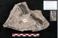Foto (Detailansicht) von Cassia pseudophaseolites Ettingshausen (NHMW-GEO-2024-0188-10160)
